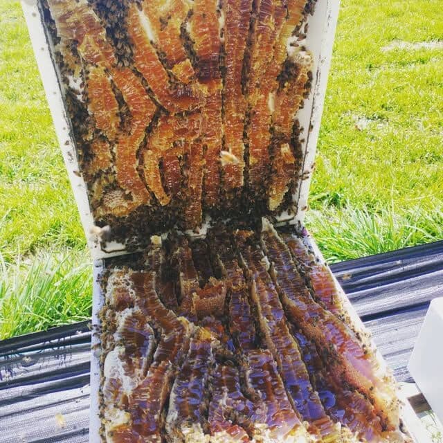 Honeycomb removed from a feral colony, laid out on the grass