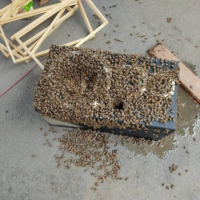 Honey bees covering a box next to spare hive frames